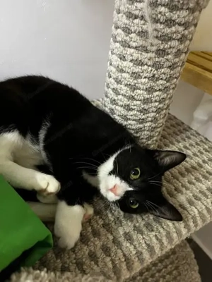 Wer schenkt Maeve ihr Zuhause für immer... Bild 4