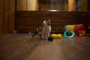 Kleiner Atlas sucht Traum Zuhause Bild 2