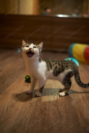 Kleiner Atlas sucht Traum Zuhause Bild 4