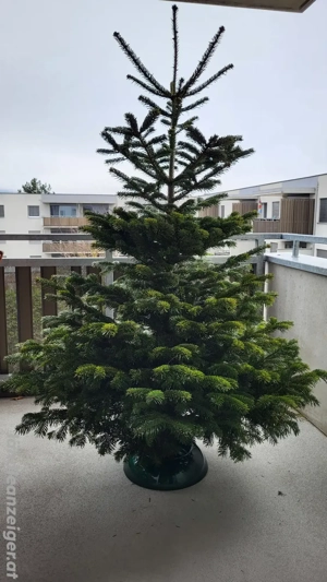 Weihnachtsbaum Bild 2