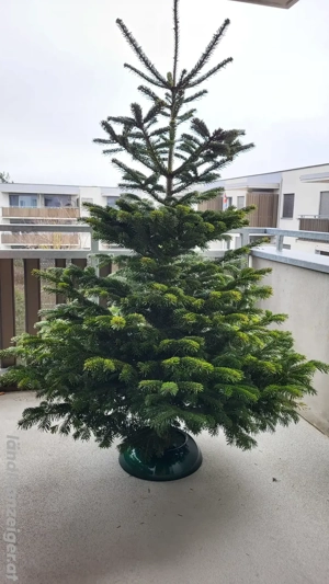 Weihnachtsbaum