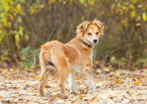 Aufgeschlossene Goldie sucht ihre Familie Bild 4