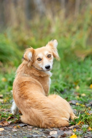 Aufgeschlossene Goldie sucht ihre Familie Bild 2