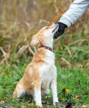 Aufgeschlossene Goldie sucht ihre Familie Bild 3