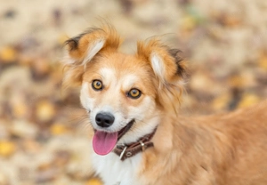 Aufgeschlossene Goldie sucht ihre Familie Bild 5