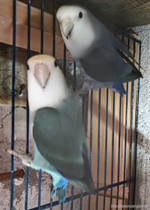 Aquarponie Zuchtpaar