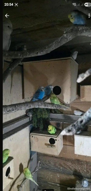 Wellensittiche Zu verkaufen Bild 4