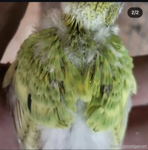 Wellensittiche Zu verkaufen