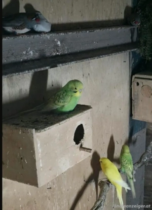 Wellensittiche Zu verkaufen Bild 2