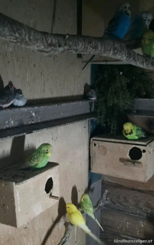 Wellensittiche Zu verkaufen Bild 3