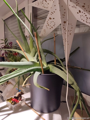 Aloe Pflanze Bild 2