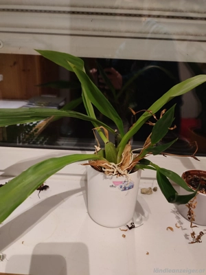 verschiedene Pflanzen  Bild 5