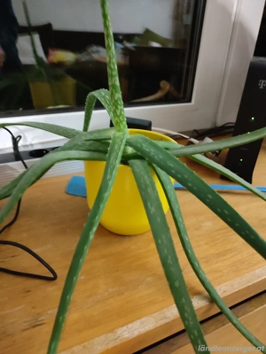 verschiedene Pflanzen  Bild 4