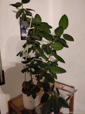 verschiedene Pflanzen 