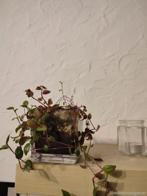 verschiedene Pflanzen  Bild 3