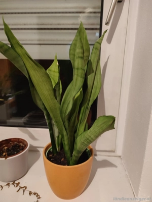 verschiedene Pflanzen  Bild 2