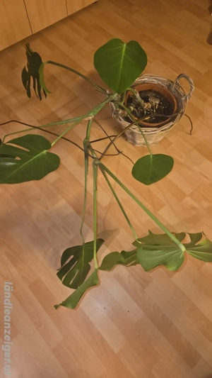 Monstera Kellerpflanze