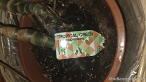 Monstera Kellerpflanze Bild 2