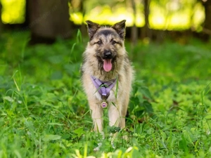 Bella sucht zuhause für immer Bild 5