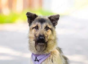 Bella sucht zuhause für immer Bild 3