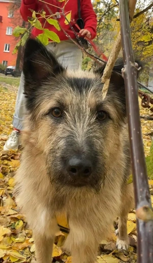 Bella sucht zuhause für immer Bild 2