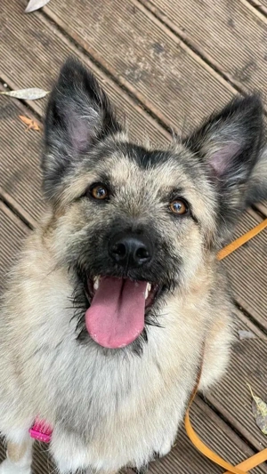 Bella sucht zuhause für immer Bild 6