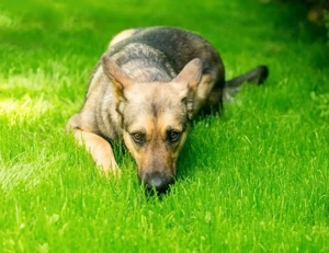 Warmherzige Leya sucht warmherzige Menschen