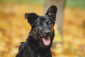 Fröhlicher Ozzy sucht Traum zuhause