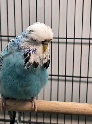 Schauwellensittich Bild 2