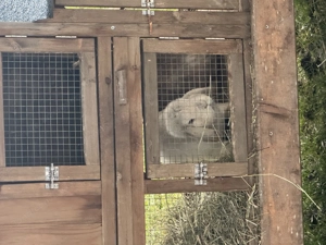 2 hase zum verkaufen..