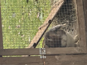 2 hase zum verkaufen.. Bild 2