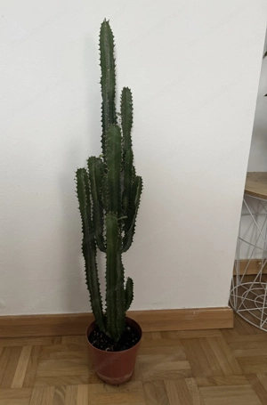 Kaktus Pflanze 66 cm