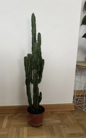 Kaktus Pflanze 66 cm Bild 2