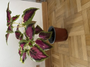 Buntnessel Pflanze Bild 2