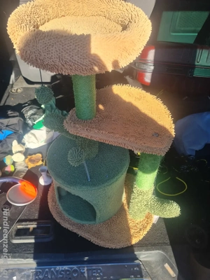 Katzen bauen  Bild 2