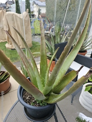 Aloe Vera im Topf die Heilpflanze