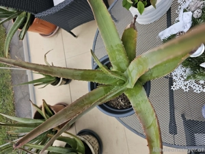 Aloe Vera im Topf die Heilpflanze Bild 2