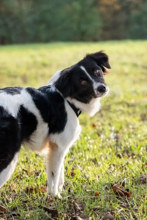 Bubi - NOTFALL Österreich Bild 2