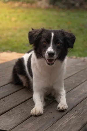 Bubi - NOTFALL Österreich Bild 3