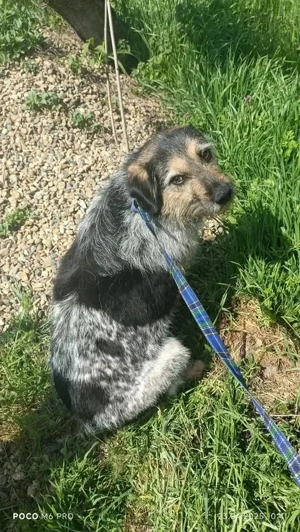 Belle hat großes Herz zu Verschenken Bild 2