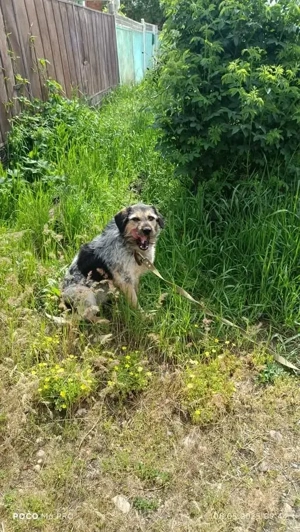 Belle hat großes Herz zu Verschenken Bild 4