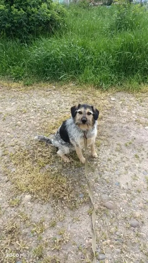 Belle hat großes Herz zu Verschenken Bild 3