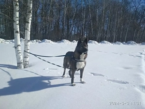 Anmutige Simba sucht liebevolle Menschen Bild 4