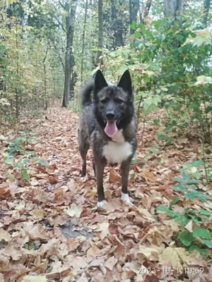 Anmutige Simba sucht liebevolle Menschen Bild 5