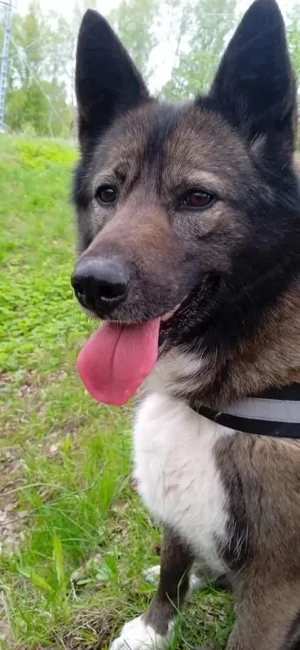 Anmutige Simba sucht liebevolle Menschen Bild 3