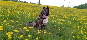 Anmutige Simba sucht liebevolle Menschen Bild 2