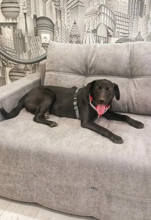 Freundlicher Justin liebt das Leben Bild 4