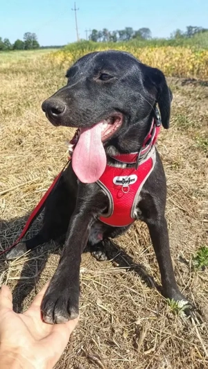 Freundlicher Justin liebt das Leben Bild 3