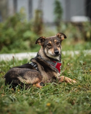 Schüchterne Luna sucht Verständnisvolle Menschen Bild 4