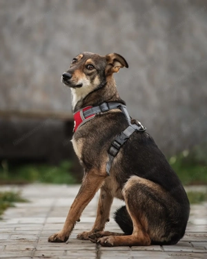 Schüchterne Luna sucht Verständnisvolle Menschen Bild 2
